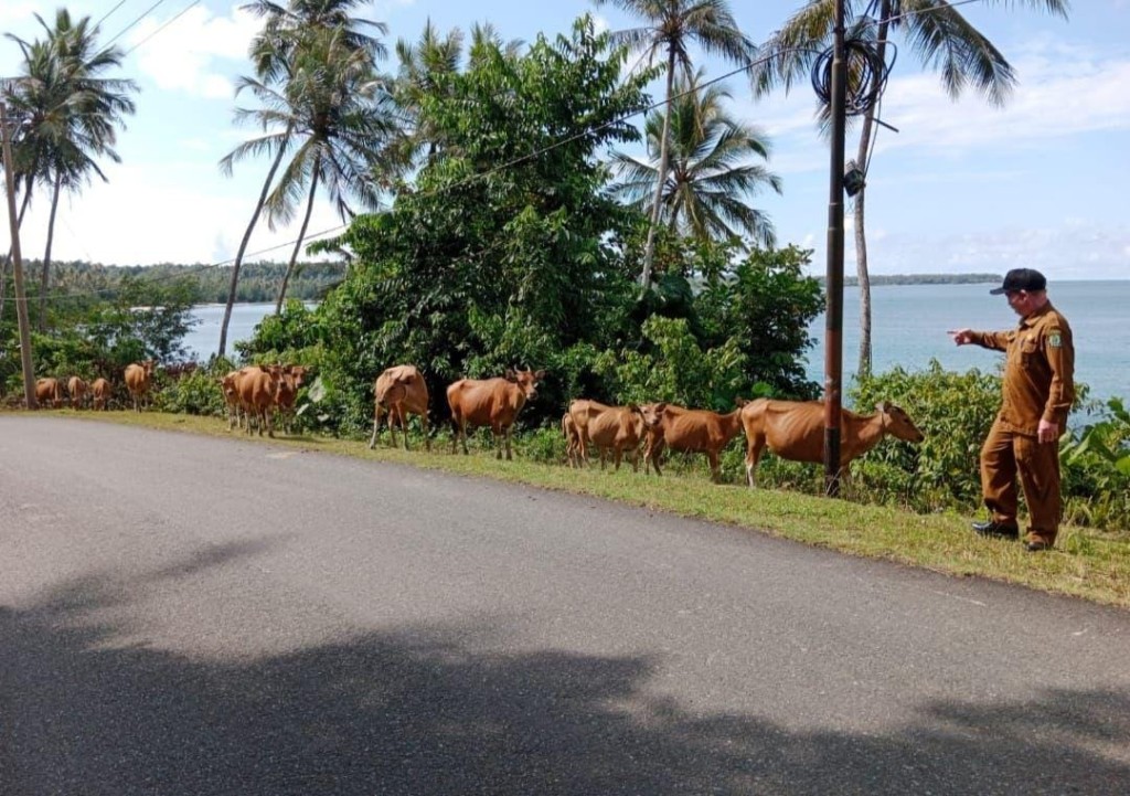 Peternakan sapi yang menyatu dengan keseharian masyarakat