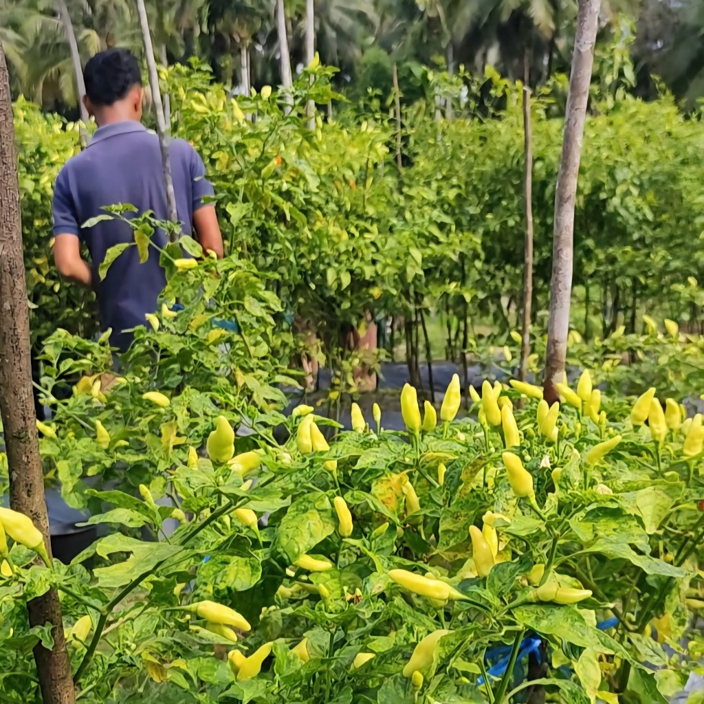 Lahan Pertanian Budidaya Cabai Rawit